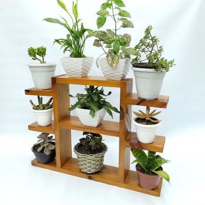 Mini estante para plantas envernizado cabe varios vasos imagem