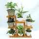 Suporte estante para plantas suculentas envernizado, cabe various vasos Suporte para Plantas imagem
