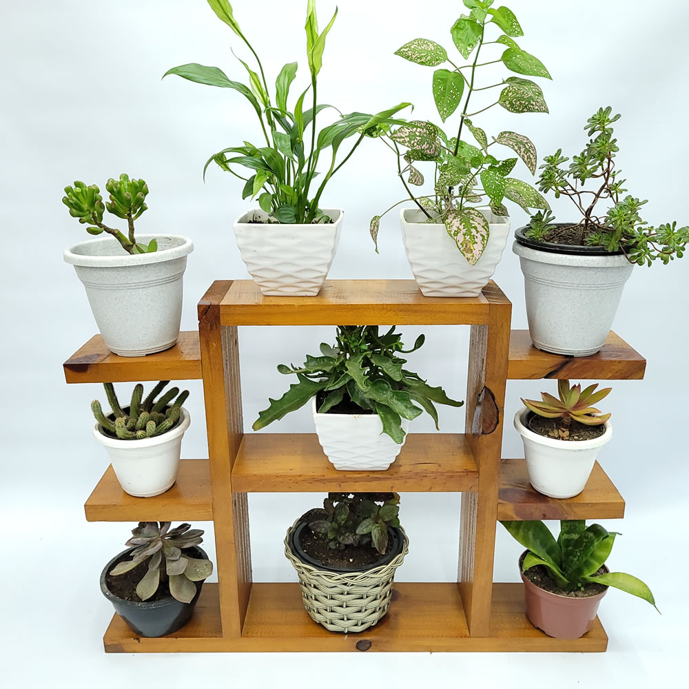 suporte para planta10 Mini estante para plantas envernizado cabe varios vasos