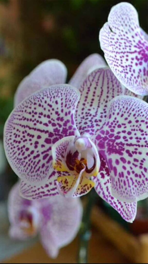 Orquideas-1-576x1024 Dicas de Cultivo: Como Garantir Flores Deslumbrantes em Suas Orquídeas