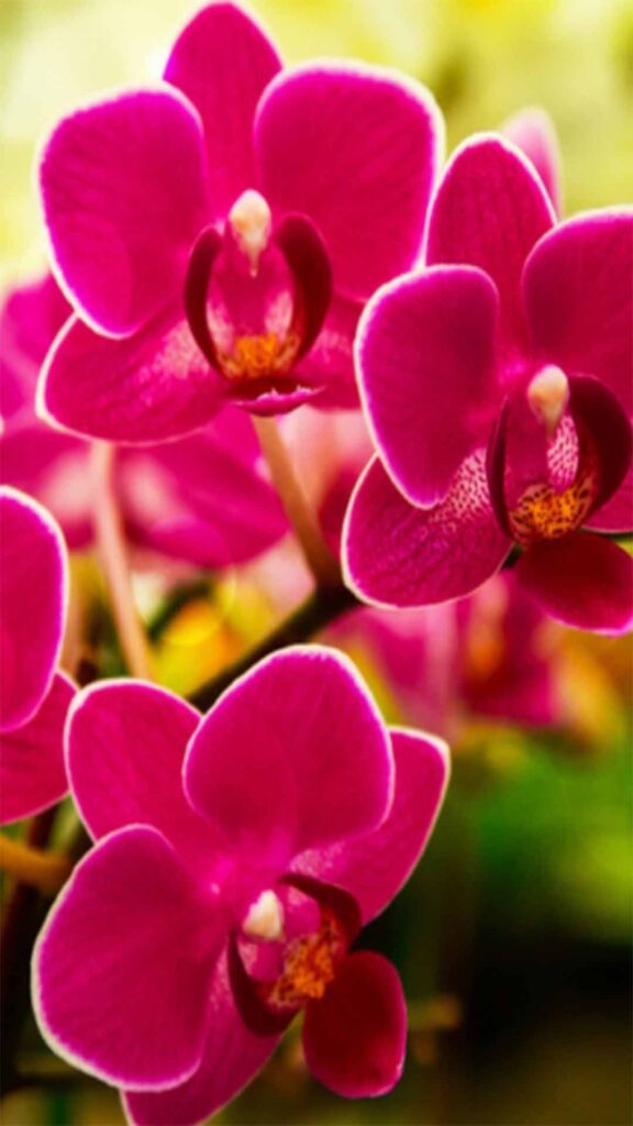 Orquideas-14-576x1024 Orquídeas: Como Identificar, Reproduzir e Propagar Suas Plantas