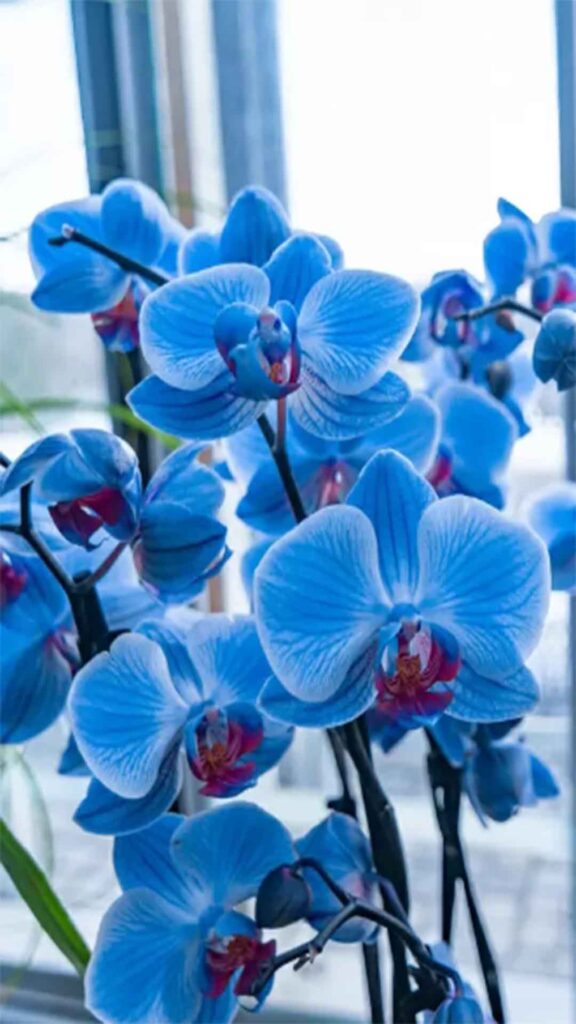 Orquideas 16