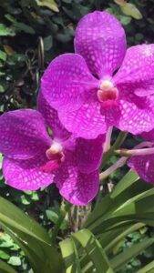 Decoração com Orquídeas: Ideias Criativas para Ambientes Encantadores