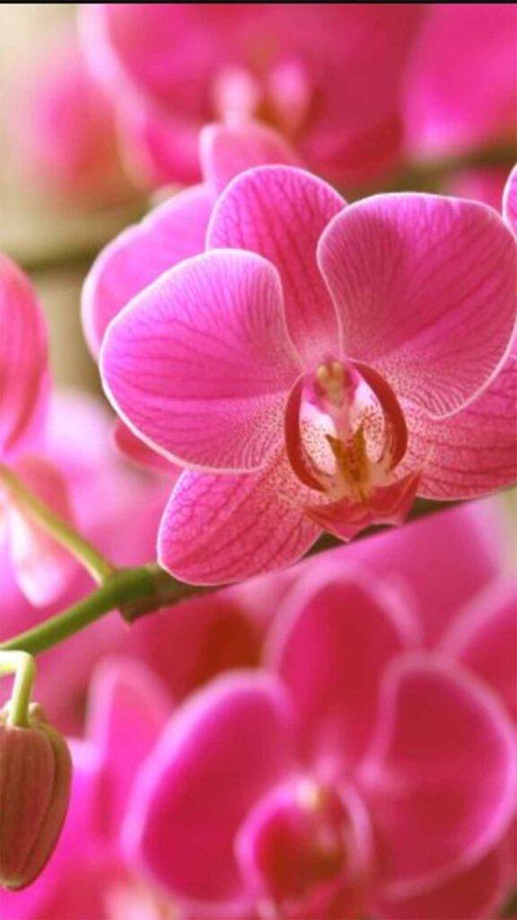 Orquideas-4-576x1024 Decoração com Orquídeas: Ideias Criativas para Ambientes Encantadores