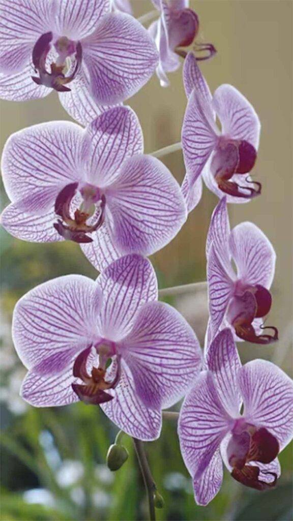 Orquideas-5-576x1024 Cuidados Essenciais para Manter suas Orquídeas Saudáveis e Bonitas