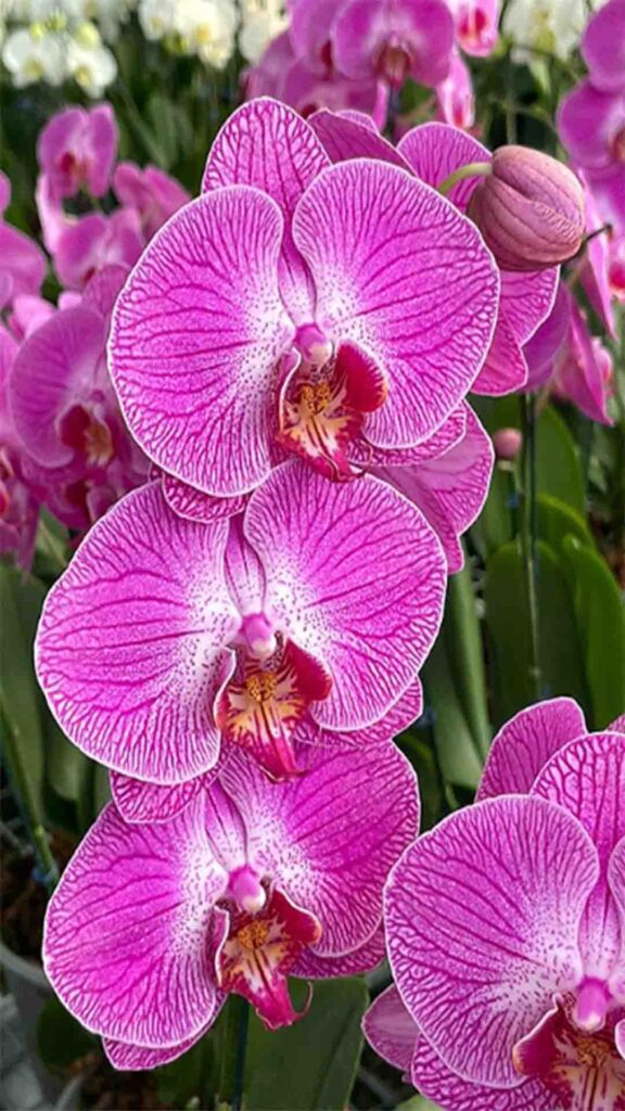 Orquideas-6-576x1024 Desvendando o Mundo das Orquídeas: Guia Completo para Iniciantes