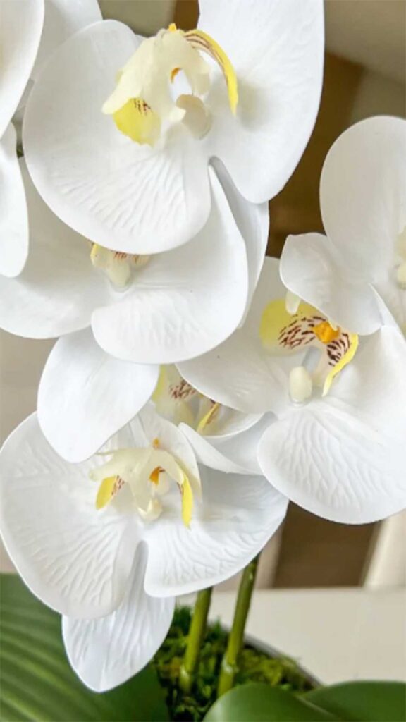 Orquideas-7-576x1024 Orquídeas: Um Mundo de Cores e Perfumes para Explorar