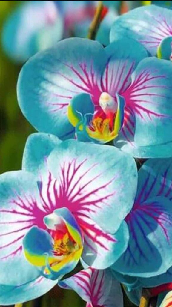 Orquideas 9