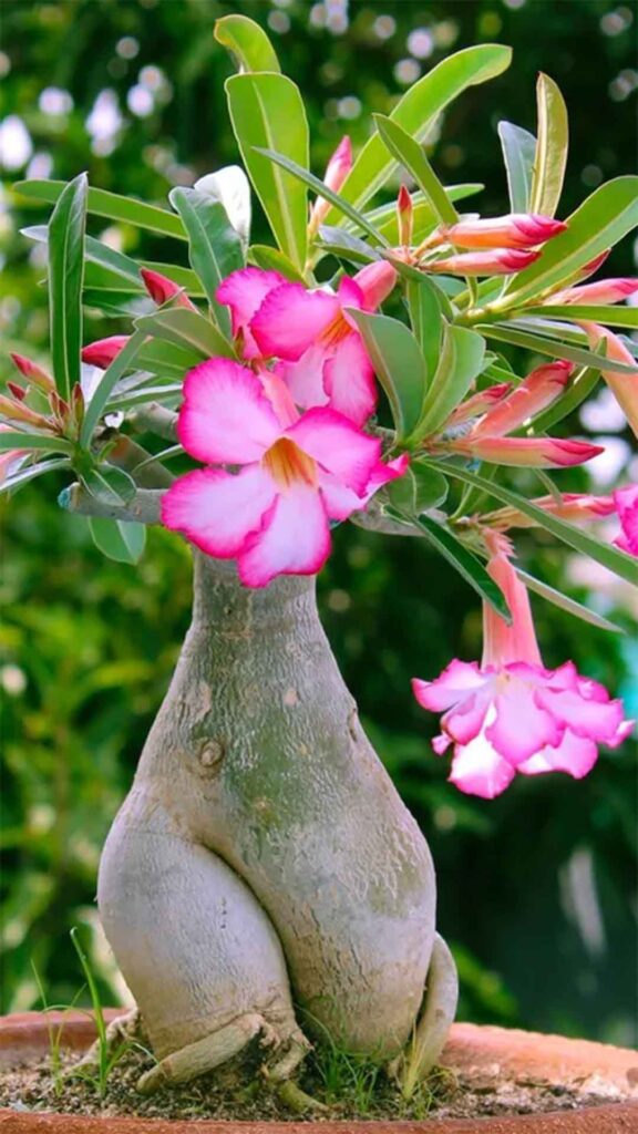 Rosa do deserto 10