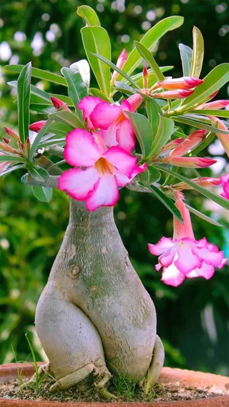10 Dicas infalíveis para Turbinar o Crescimento e Floração da Sua Rosa-do-Deserto