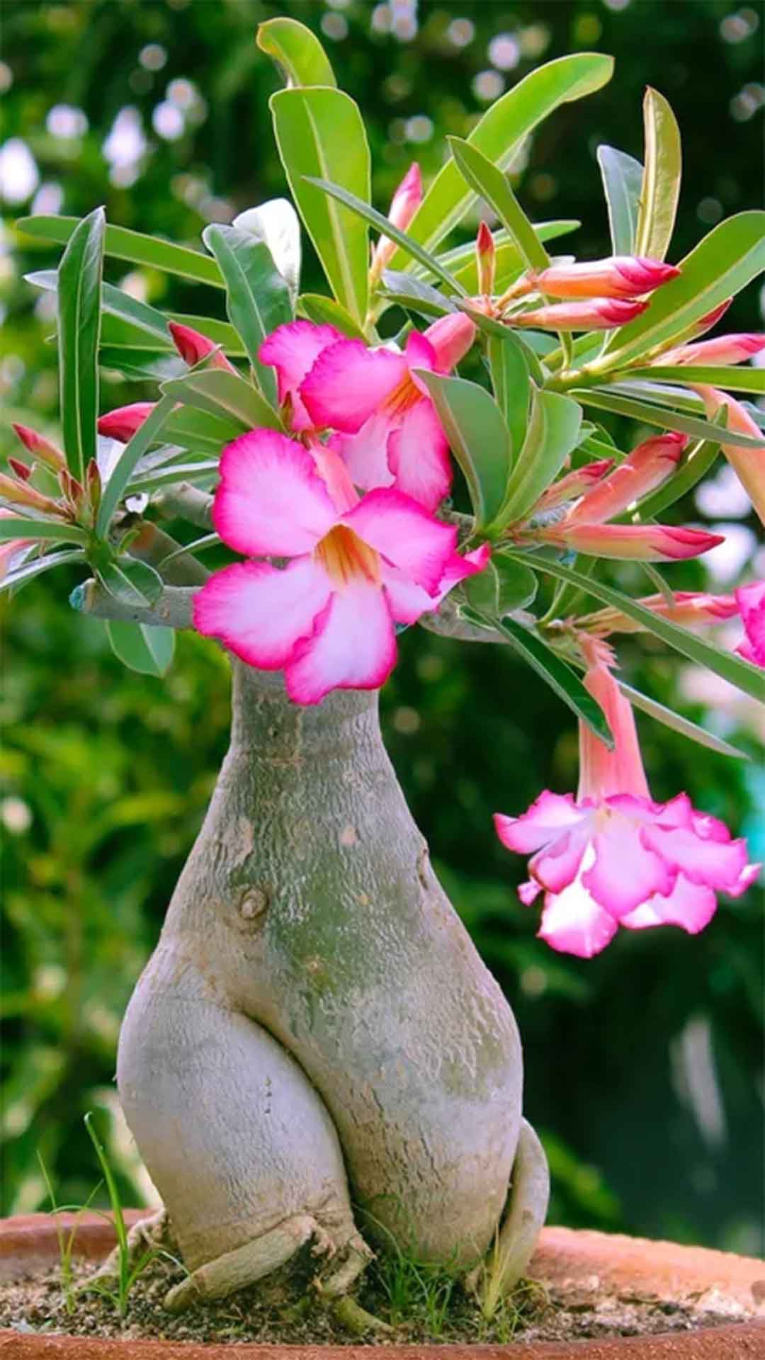 10 Dicas infalíveis para Turbinar o Crescimento e Floração da Sua Rosa-do-Deserto