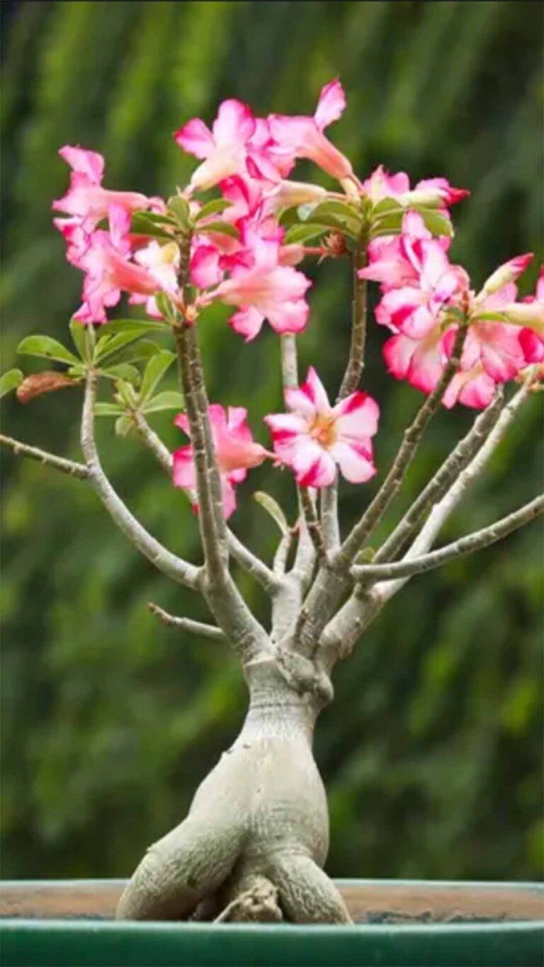 Rosa-do-deserto
