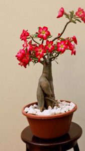 Como Fazer Sua Rosa-do-Deserto Florescer