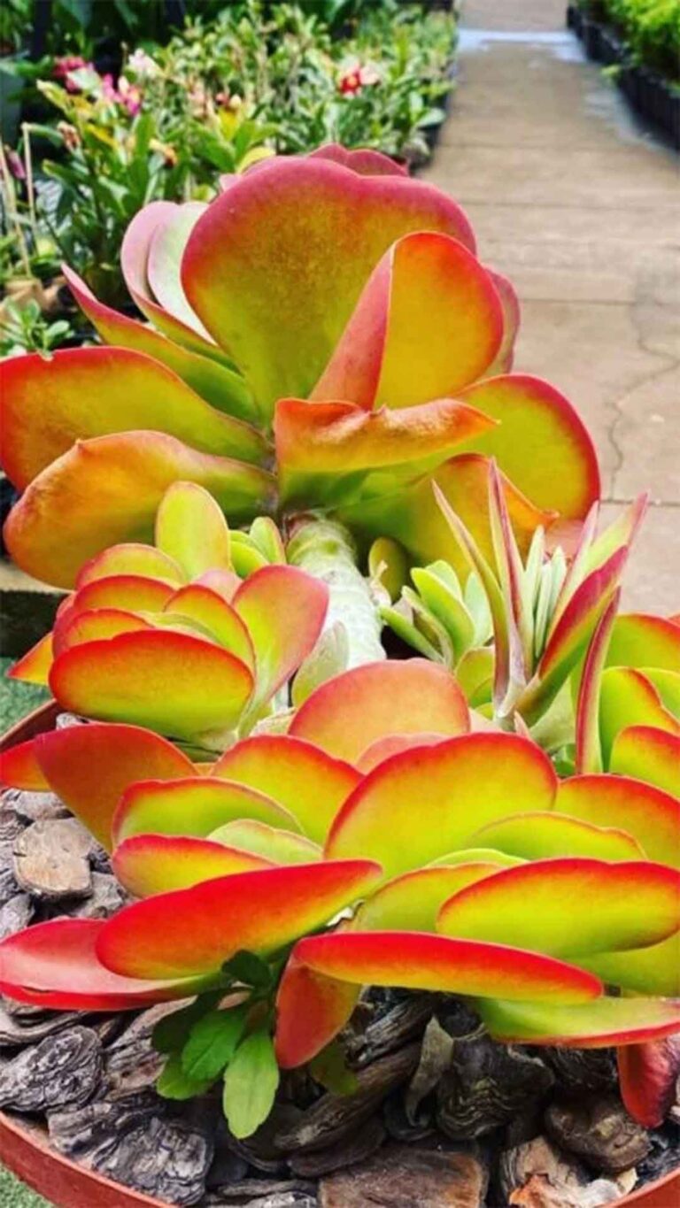 Orelha-de-Elefante: 10 Dicas para Cultivar essa Suculenta Impressionante