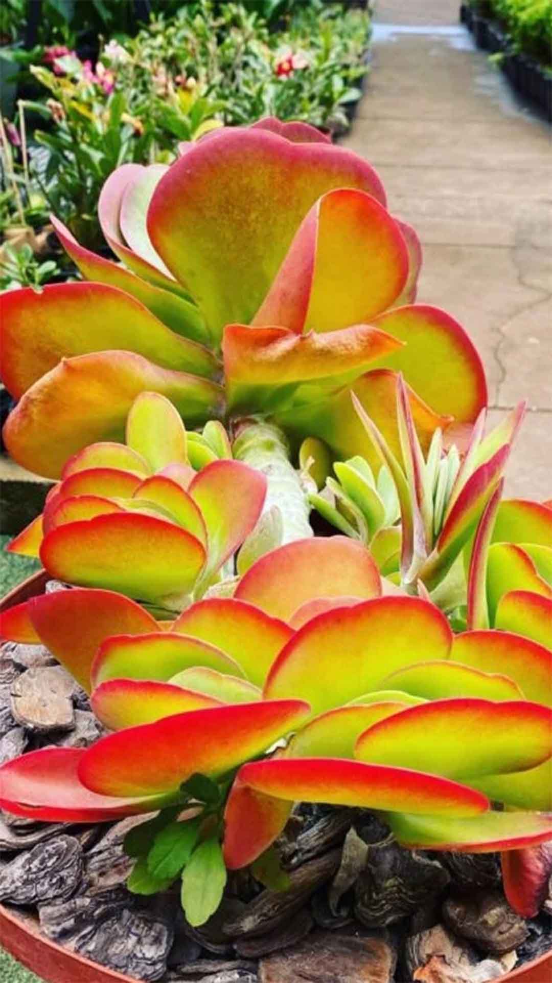 Suculentas: Beleza em pequenos espaços