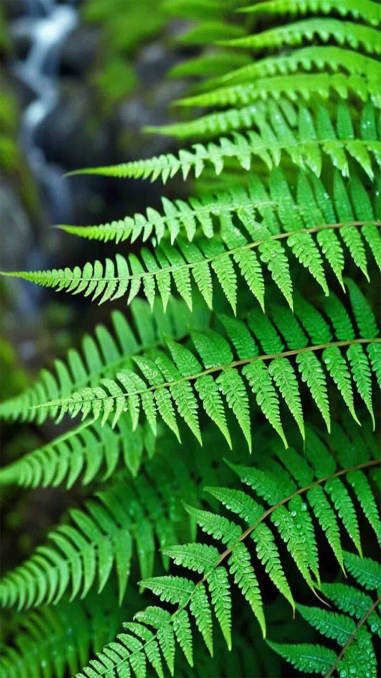 10 bons motivos para ter plantas Samambaias em casa.