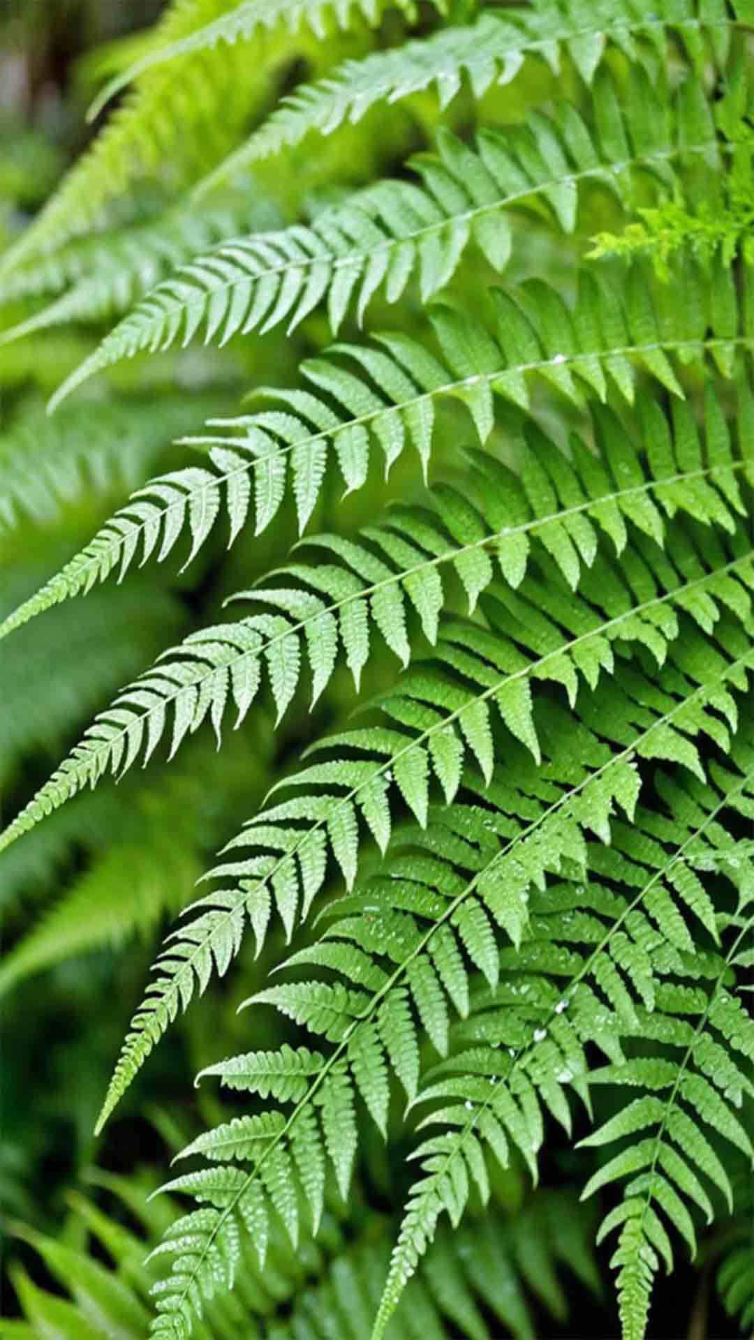 9 Dicas sobre planta Samambaias: Crie um Jardim Vertical Incrível