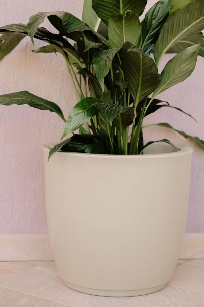 Vaso